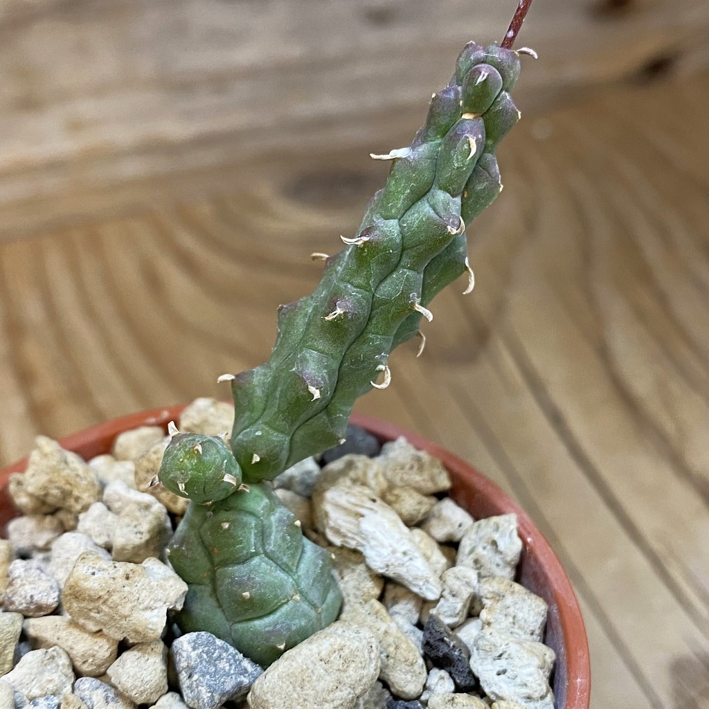 SH37679 Euphorbia globosa