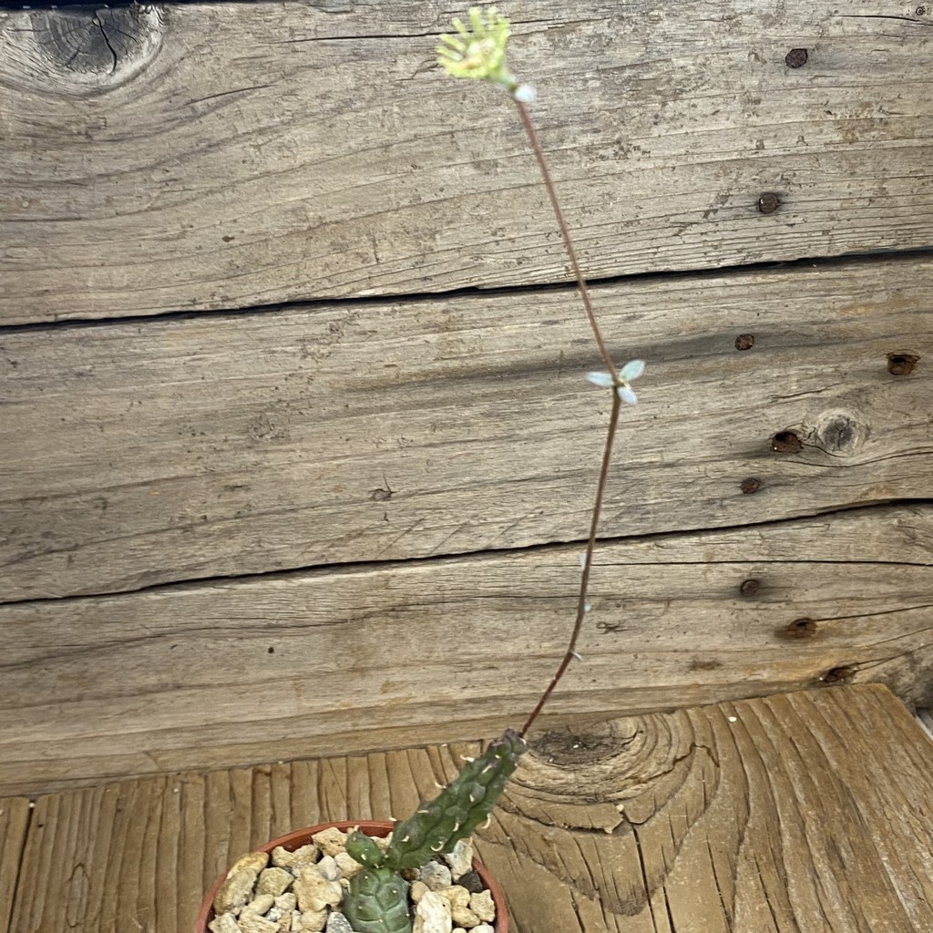 SH37679 Euphorbia globosa - Image 2