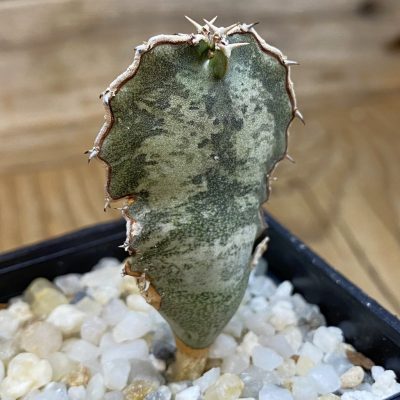 SH37680 Euphorbia robecchii
