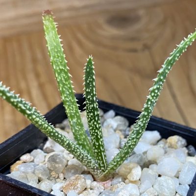 SH37647 Aloe delicatifolia