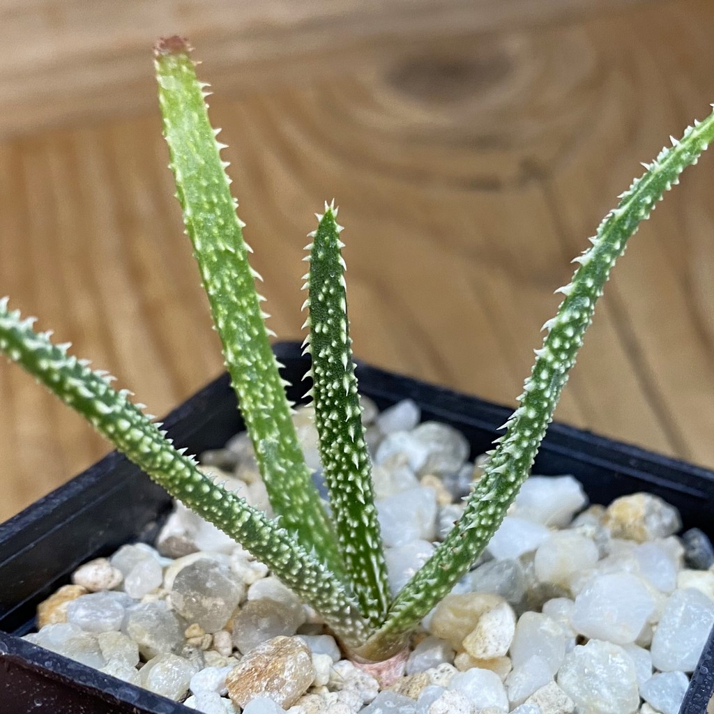 SH37647 Aloe delicatifolia