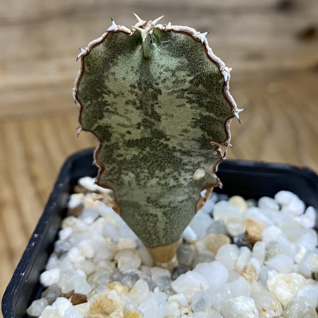 SH37680 Euphorbia robecchii - Image 2