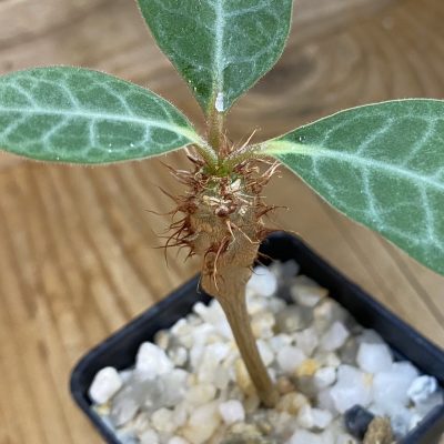 SH37681 Euphorbia iharanae