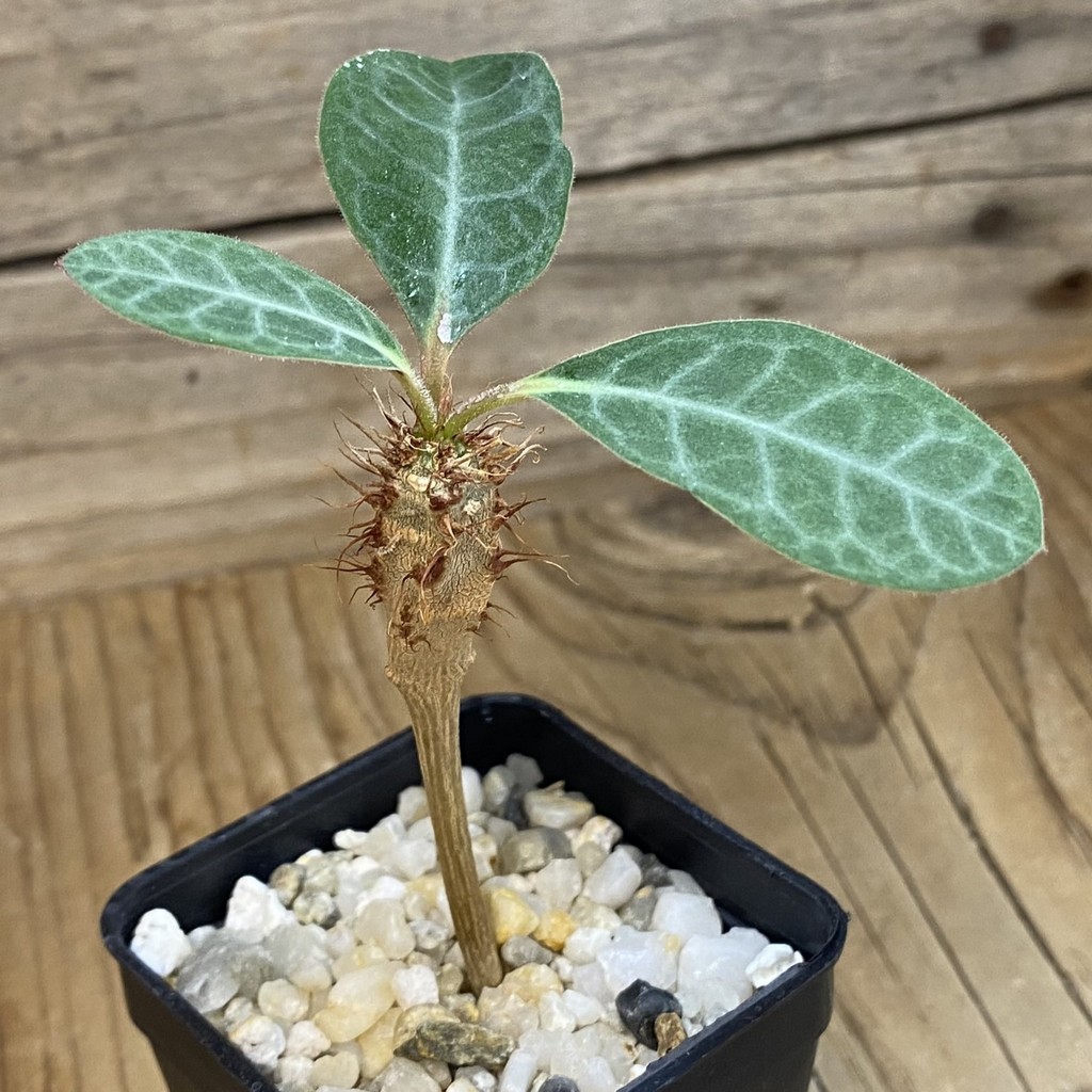 SH37681 Euphorbia iharanae - Image 2