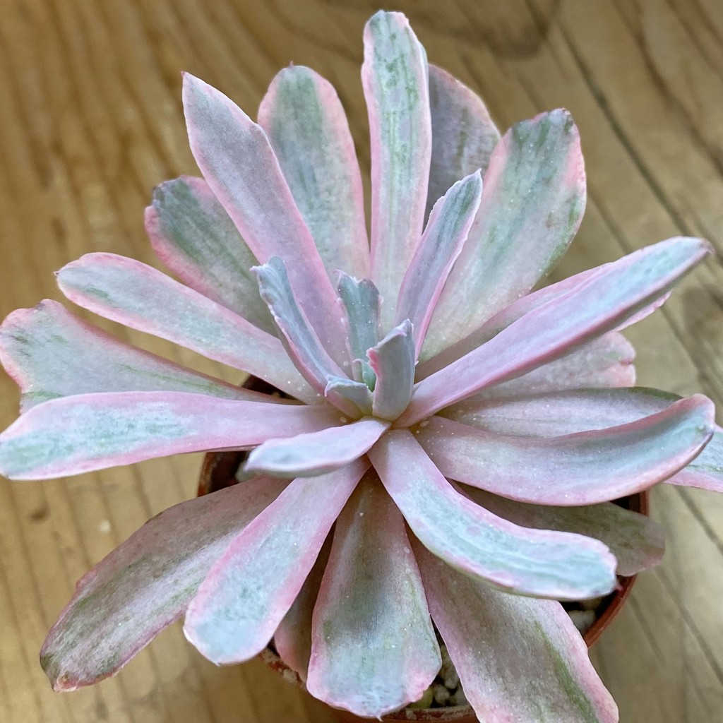 SH37682 Echeveria 'Hoveyi' f. variegata