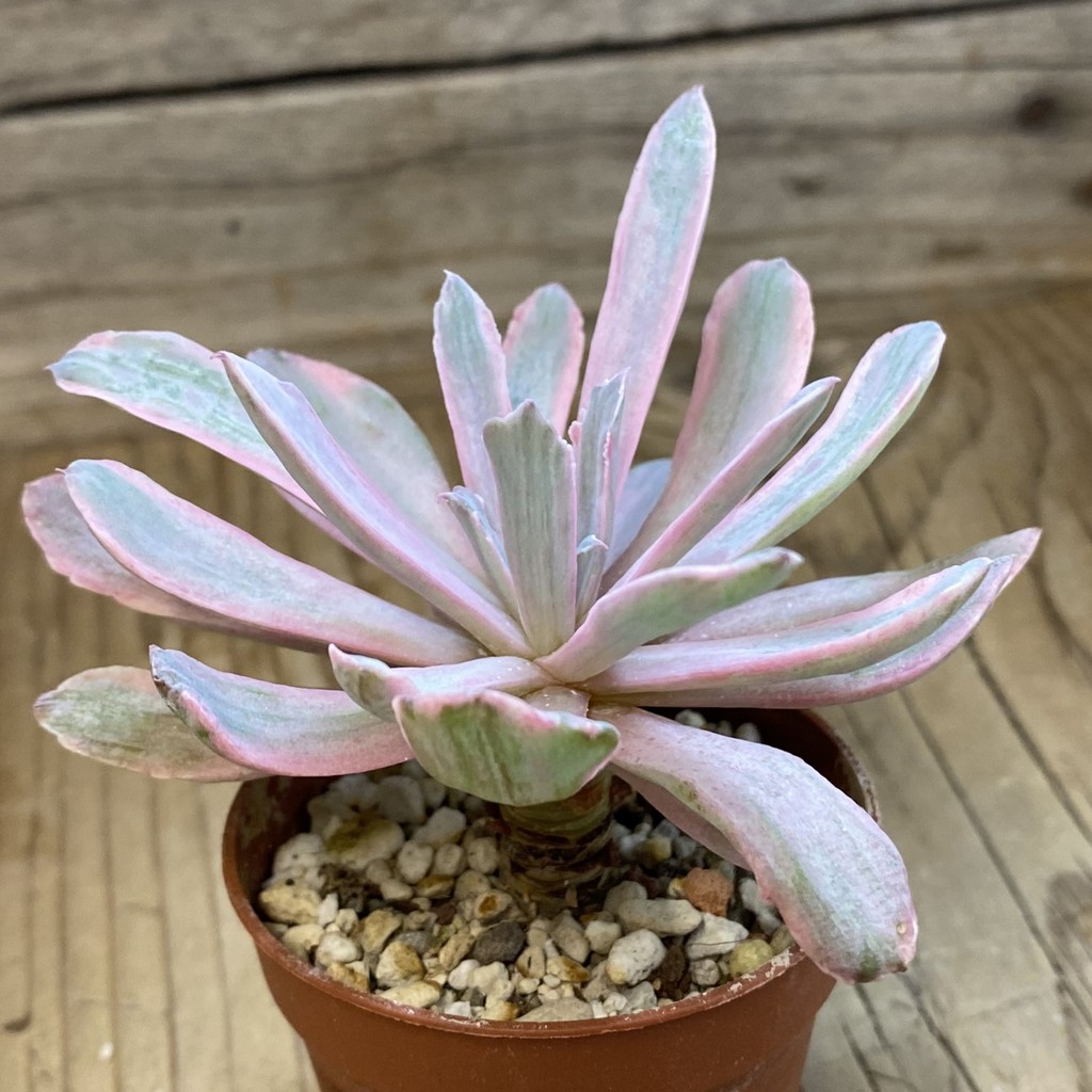 SH37682 Echeveria 'Hoveyi' f. variegata - Image 2