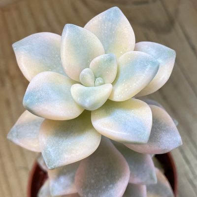 SH37683 Graptopetalum 'Apricot' f. variegata