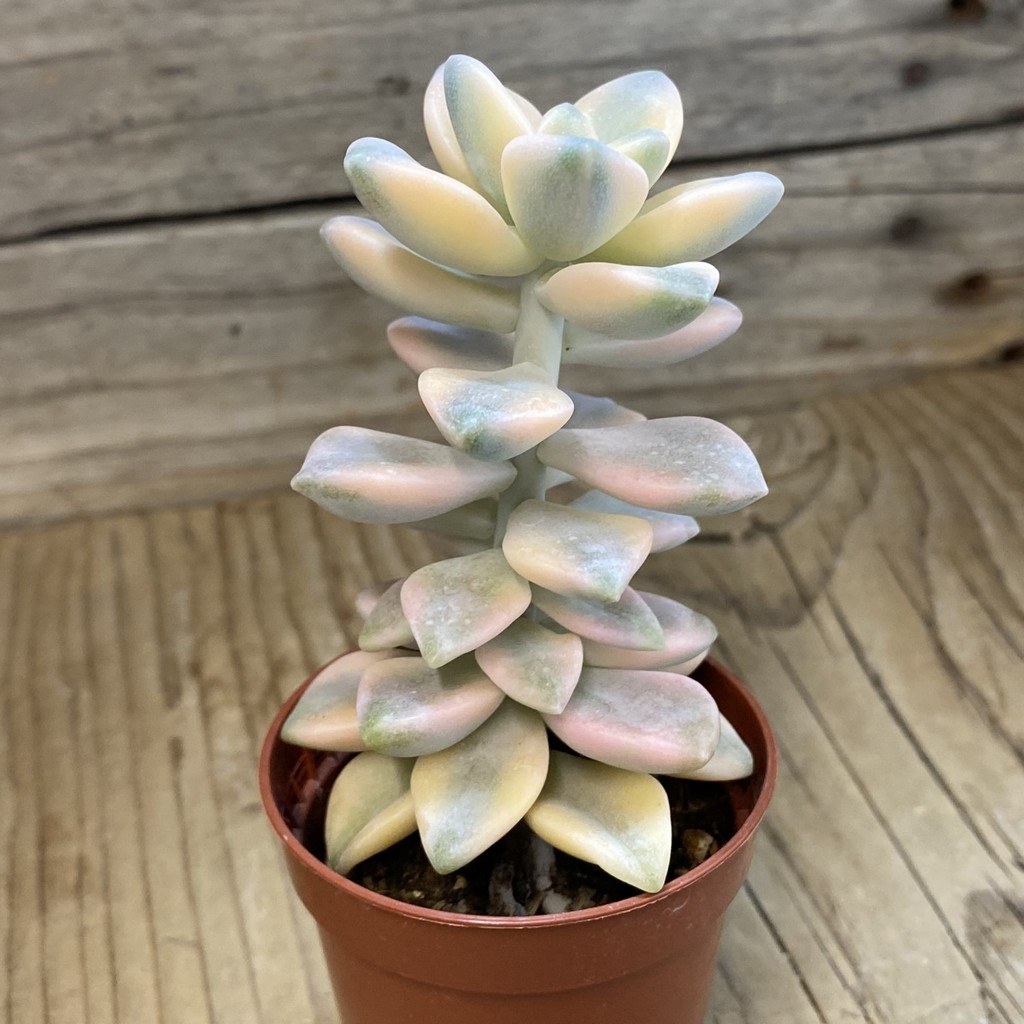 SH37683 Graptopetalum 'Apricot' f. variegata - Image 2