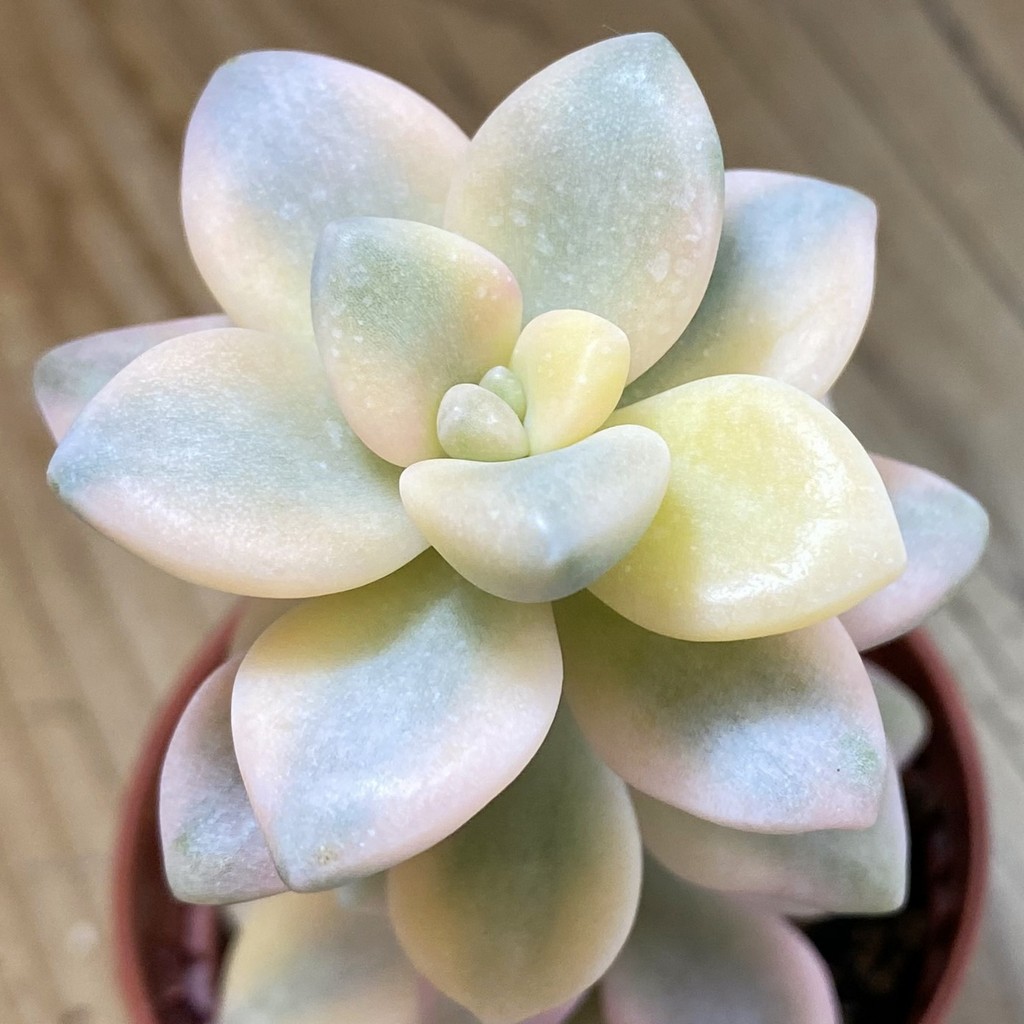 SH37684 Graptopetalum 'Apricot' f. variegata