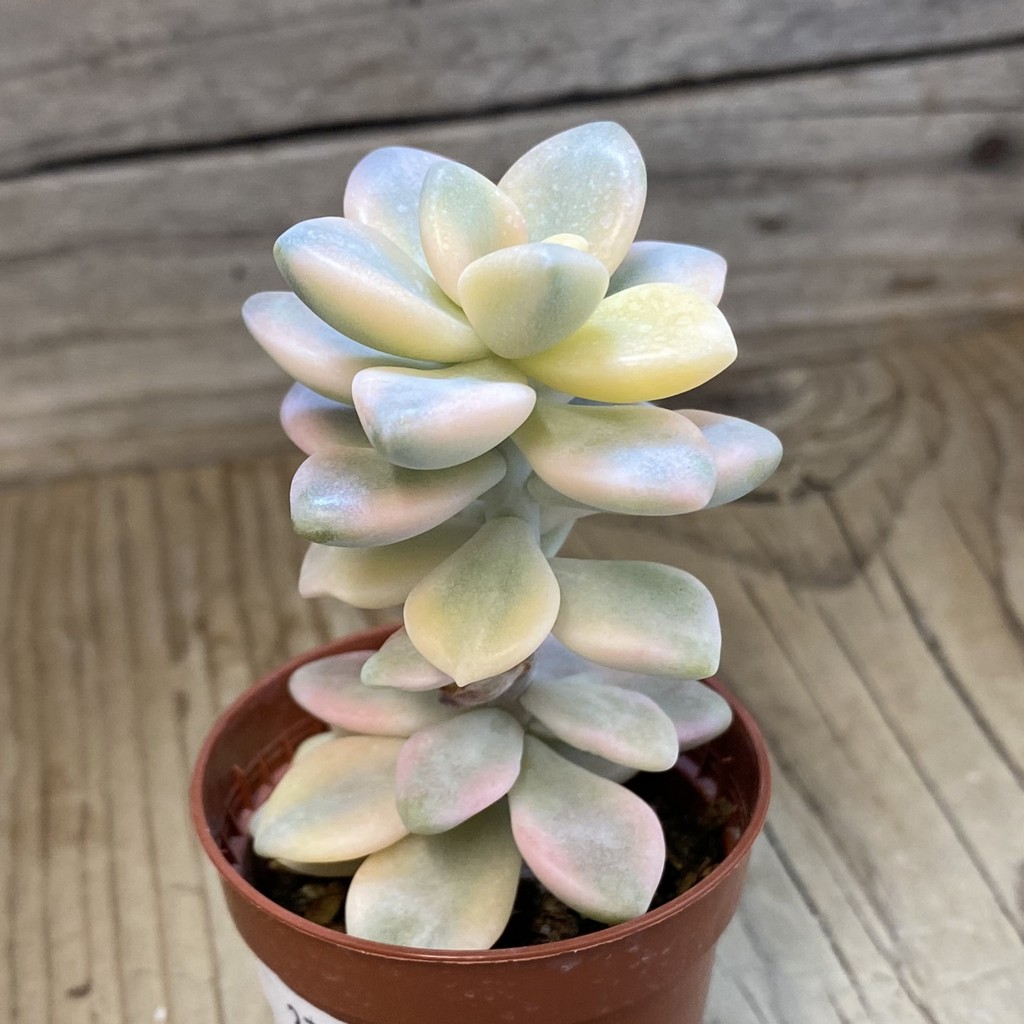 SH37684 Graptopetalum 'Apricot' f. variegata - Image 2