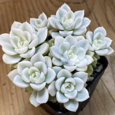 SH37685 Echeveria 'Tinkerbell' f. variegata