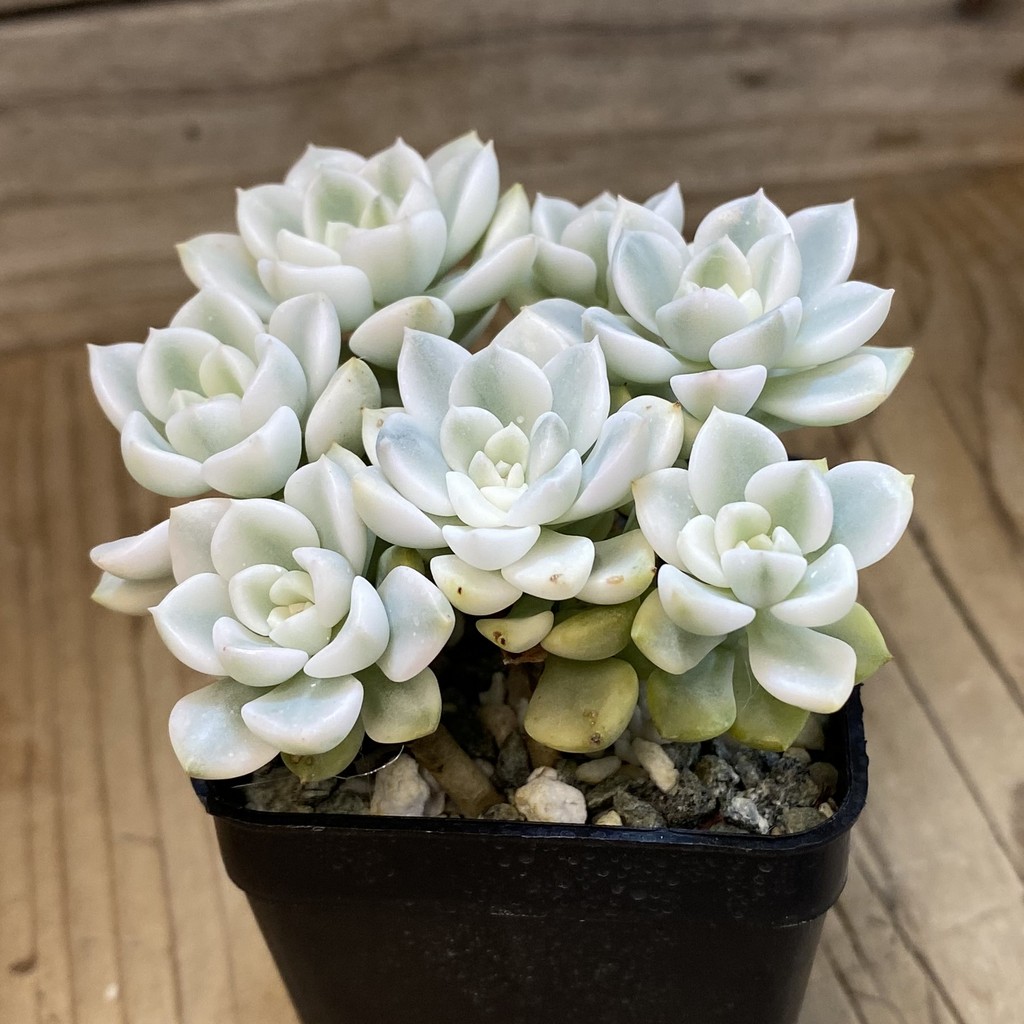 SH37685 Echeveria 'Tinkerbell' f. variegata - Image 2