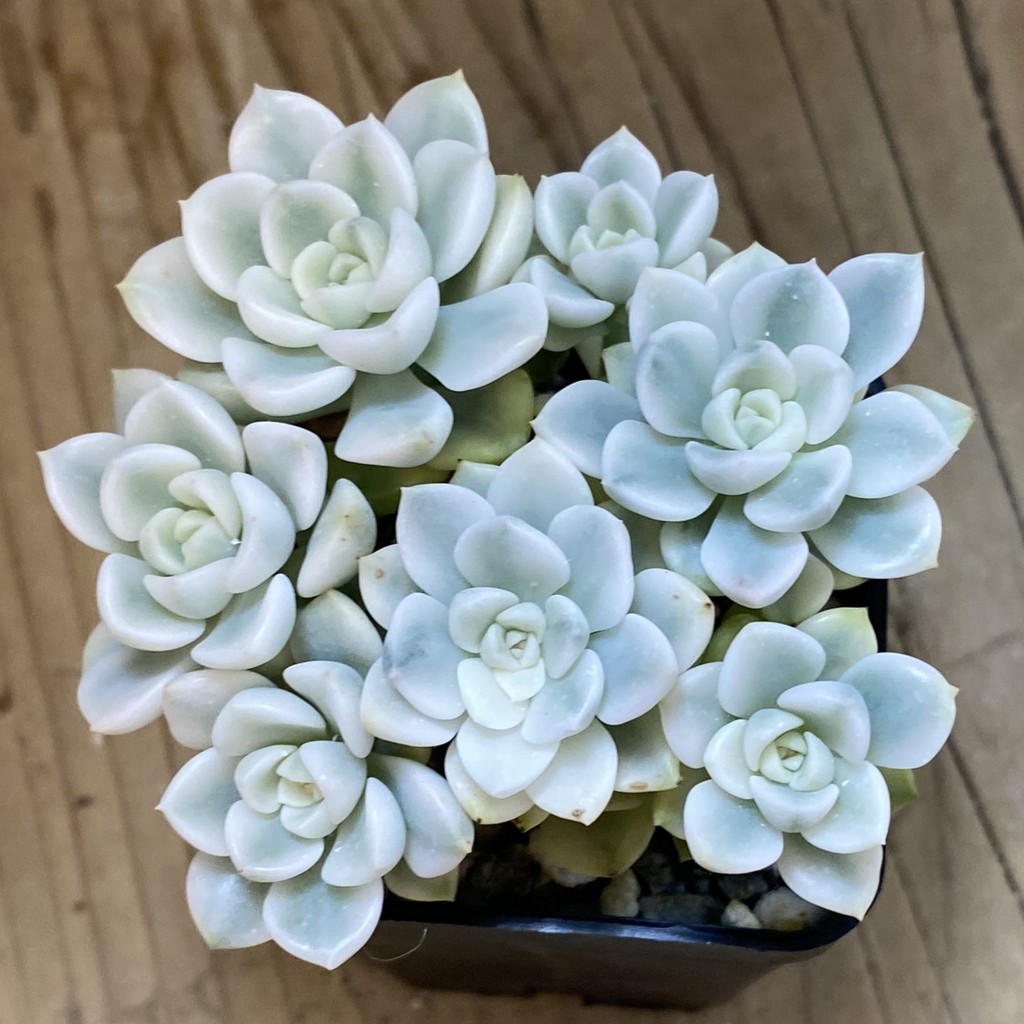 SH37685 Echeveria 'Tinkerbell' f. variegata - Image 3