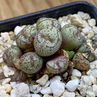 SH37686 Conophytum obcordellum
