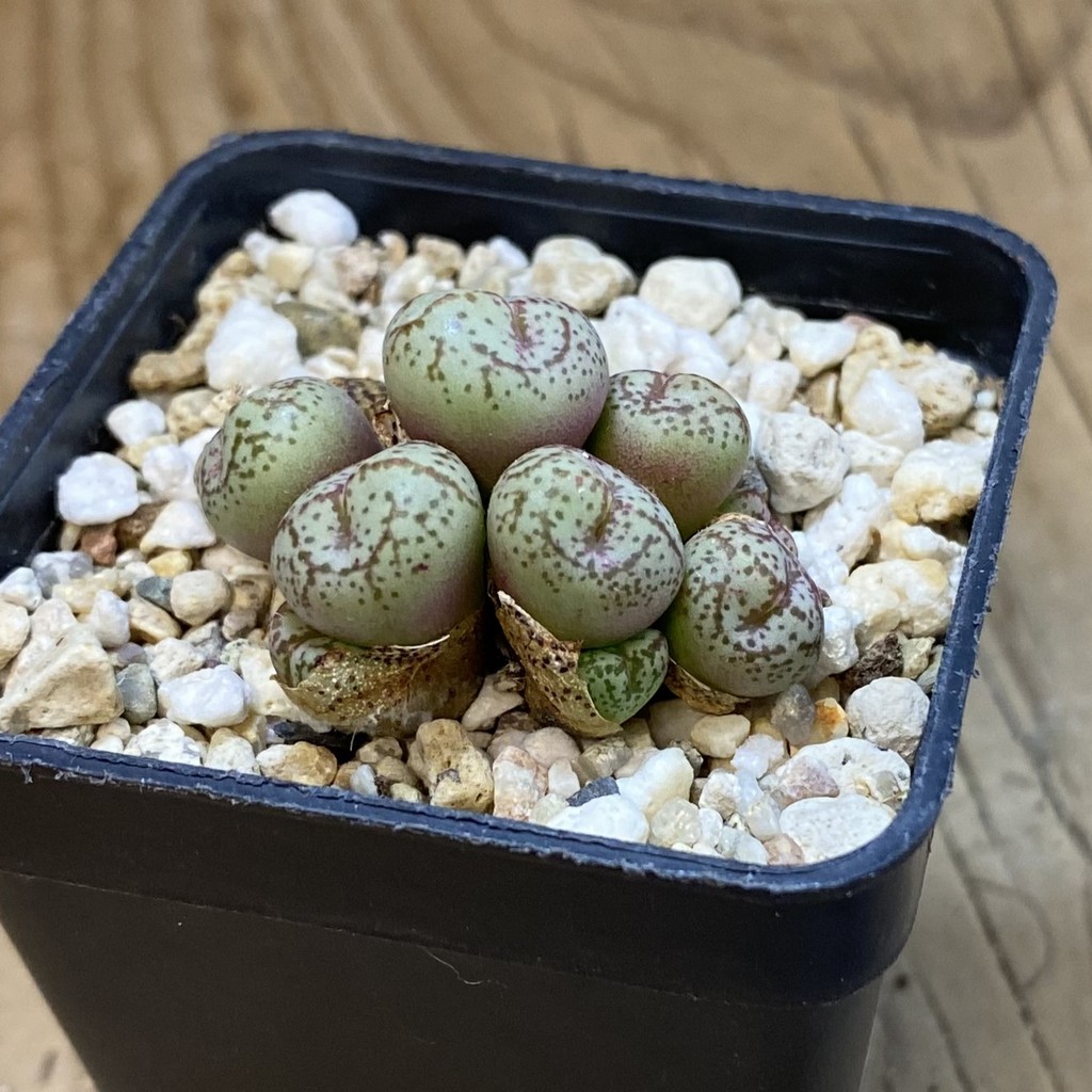 SH37686 Conophytum obcordellum - Image 2