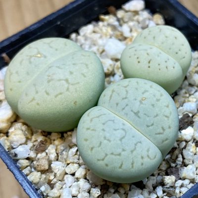 SH37687 Dinteranthus vanzylii ‘Emerald’, 3 plants seedling