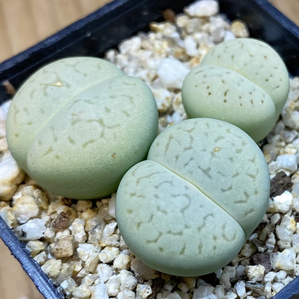 SH37687 Dinteranthus vanzylii ‘Emerald’, 3 plants seedling