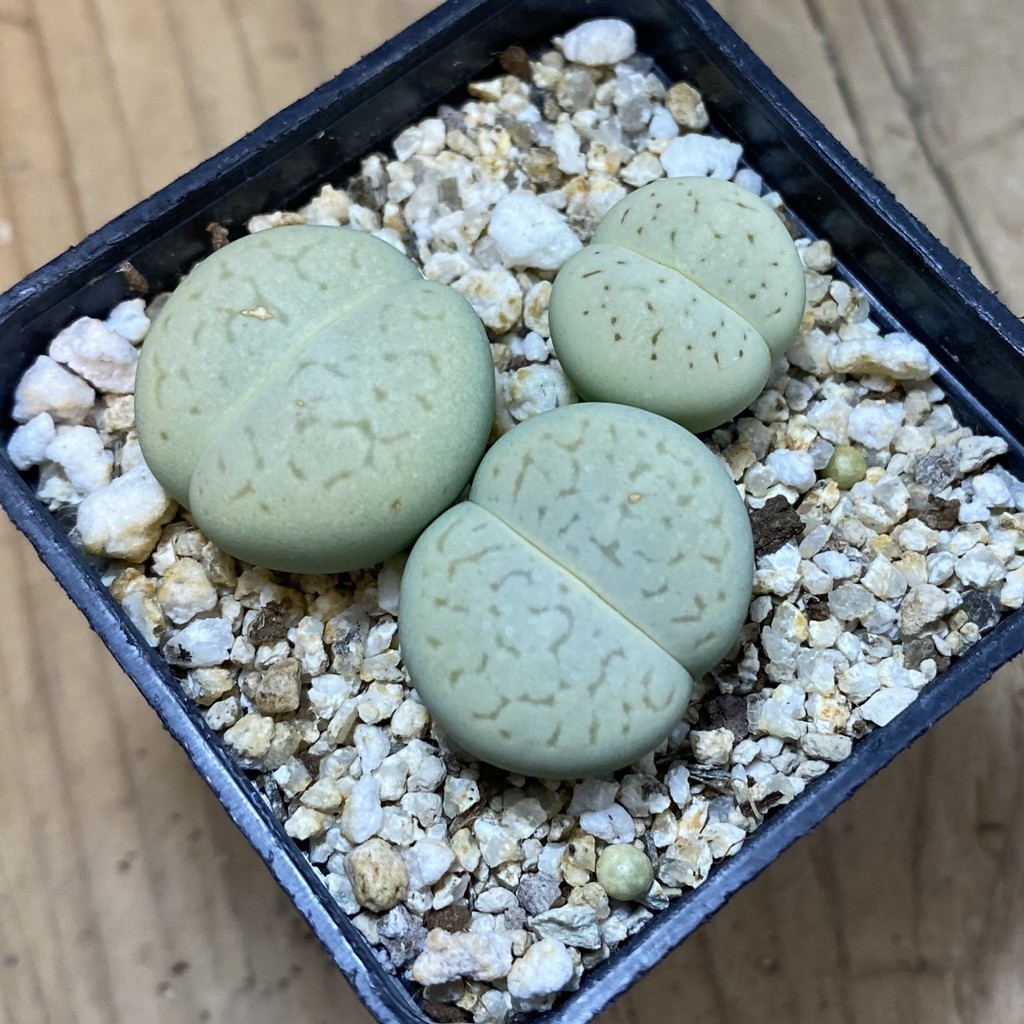 SH37687 Dinteranthus vanzylii ‘Emerald’, 3 plants seedling - Image 2