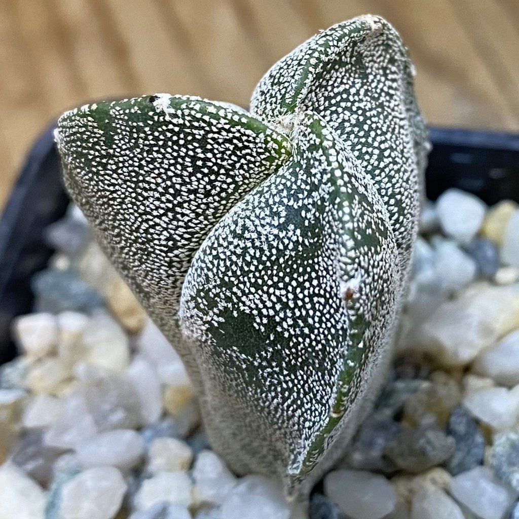 SH37688 Astrophytum myriostigma v. tricostatum