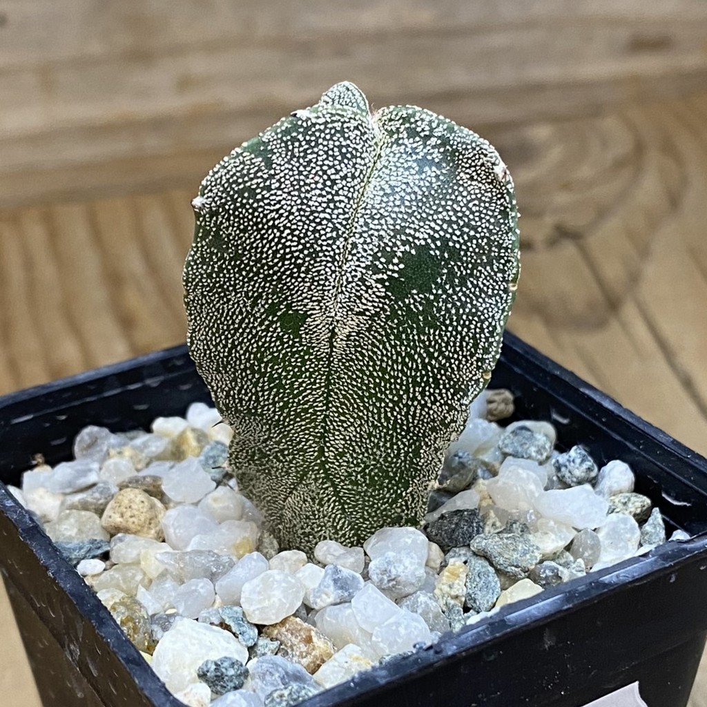 SH37688 Astrophytum myriostigma v. tricostatum - Image 2