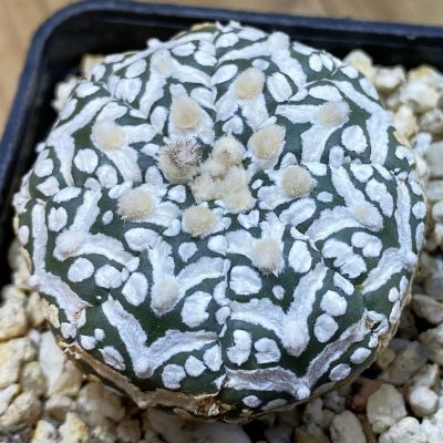SH37689 Astrophytum asterias ‘Super Kabuto’ V-type