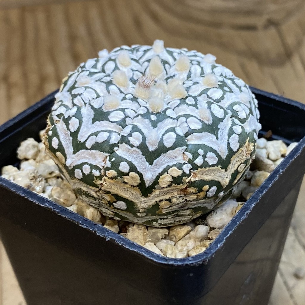 SH37689 Astrophytum asterias ‘Super Kabuto’ V-type - Image 2