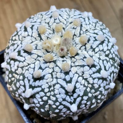 SH37690 Astrophytum asterias ‘Super Kabuto’ V-type