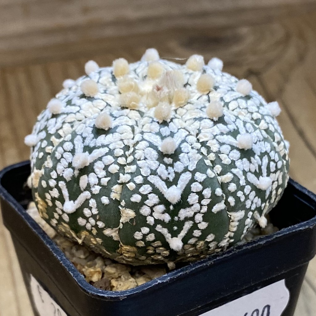 SH37690 Astrophytum asterias ‘Super Kabuto’ V-type - Image 2