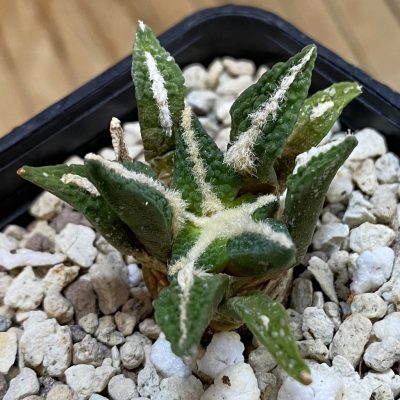 SH37691 Ariocarpus kotschoubeyanus v. elephantidens hybrid
