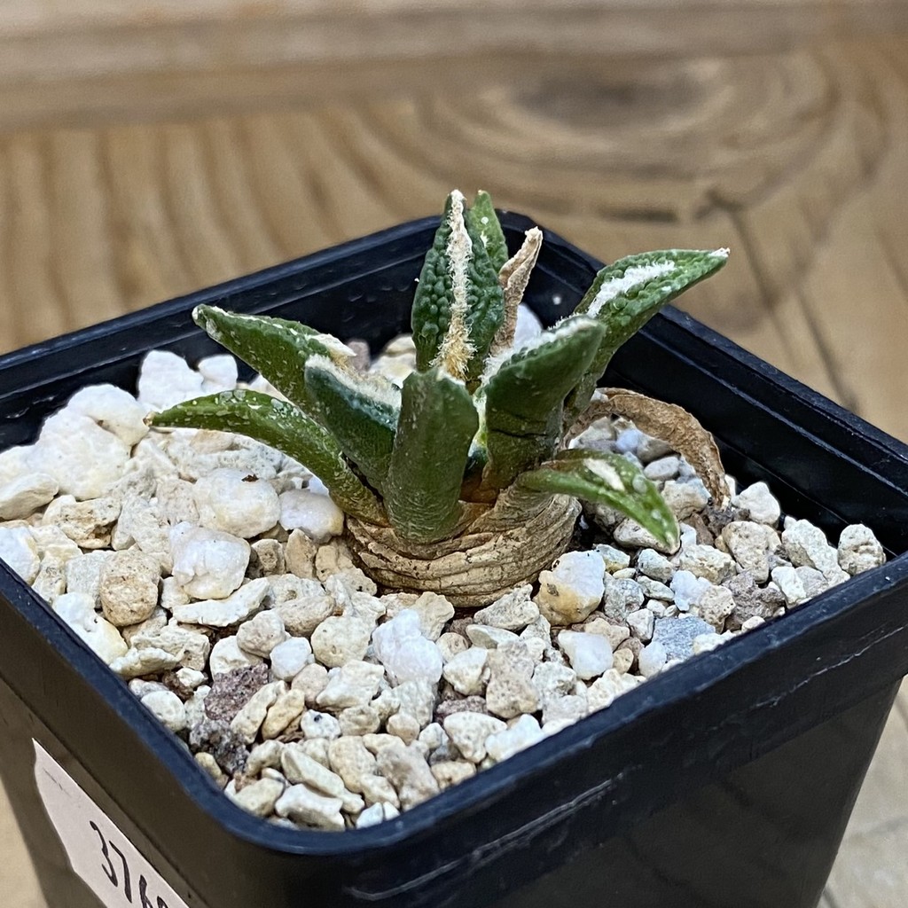 SH37691 Ariocarpus kotschoubeyanus v. elephantidens hybrid - Image 2