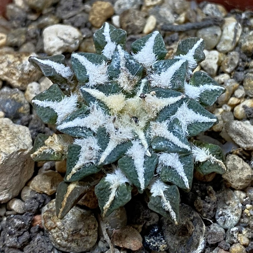 SH37694 Ariocarpus kotschoubeyanus v. macdowellii
