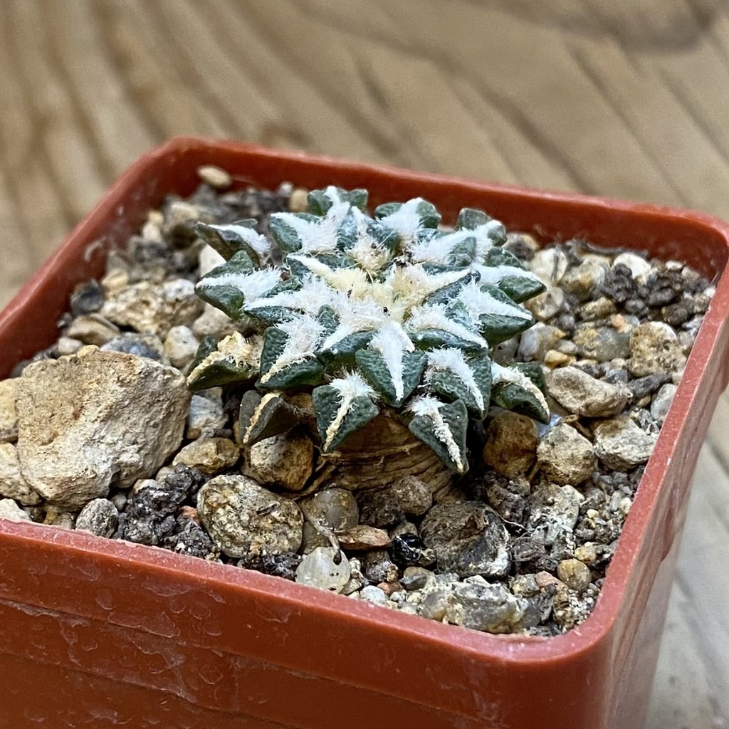 SH37694 Ariocarpus kotschoubeyanus v. macdowellii - Image 2