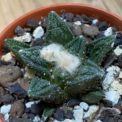 SH37695 Ariocarpus fissuratus v. hintonii