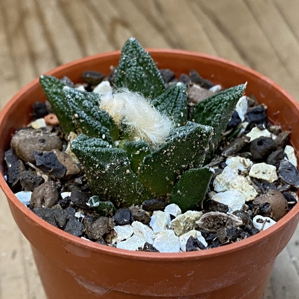 SH37695 Ariocarpus fissuratus v. hintonii - Image 2