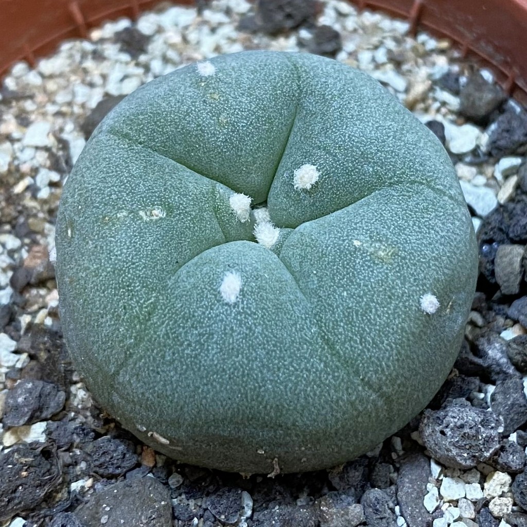 SH37696 Anhalonium diffusa v. lutea