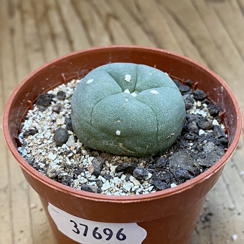 SH37696 Anhalonium diffusa v. lutea - Image 2