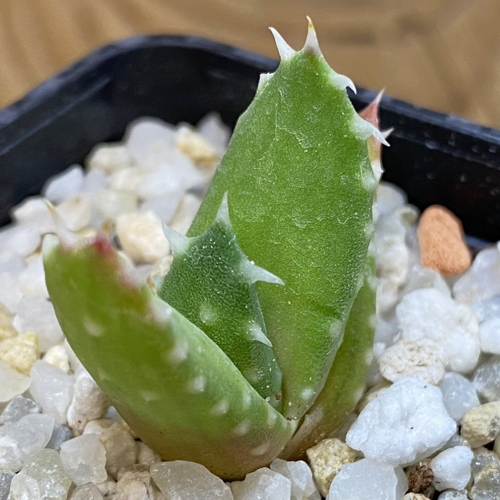 SH37649 Aloe melanacantha, seedling