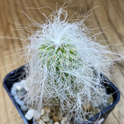 SH37698 Cephalocereus senilis