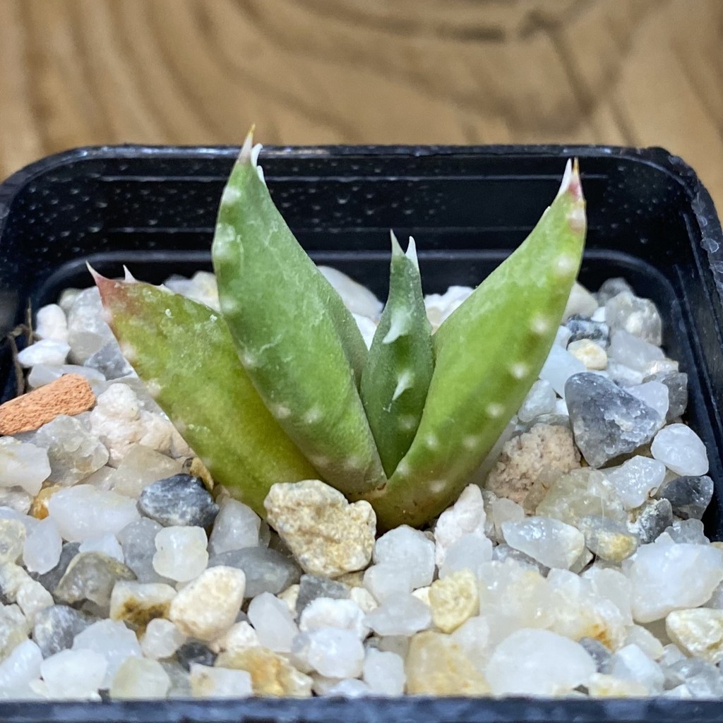 SH37649 Aloe melanacantha, seedling - Image 2