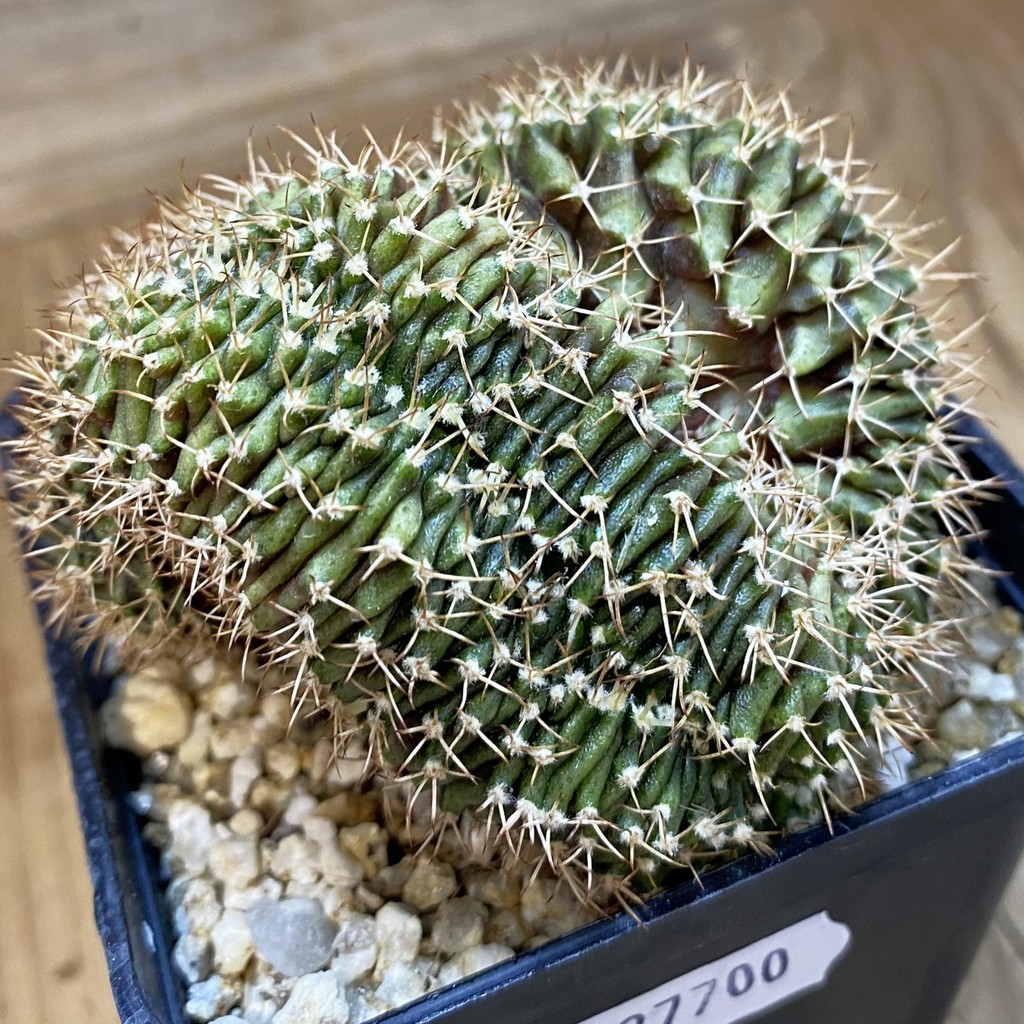 SH37700 Gymnocalycium mihanovichii f. cristata