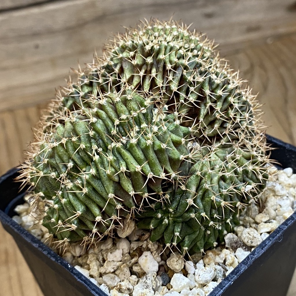SH37700 Gymnocalycium mihanovichii f. cristata - Image 2