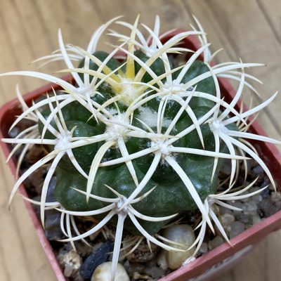 SH37702 Discocactus zehntneri ssp. alagoinhensis, own roots