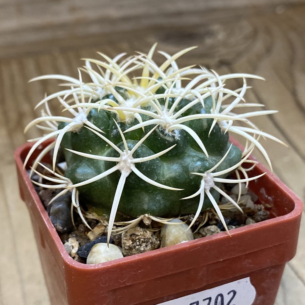 SH37702 Discocactus zehntneri ssp. alagoinhensis, own roots - Image 2