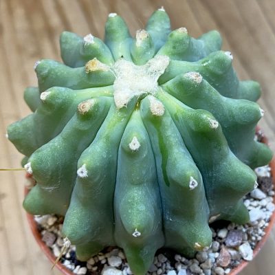 SH37703 Ferocactus glaucescens f. inermis