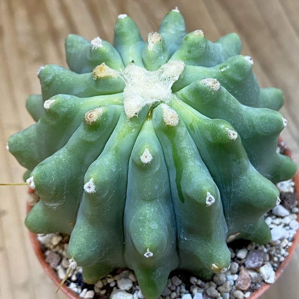 SH37703 Ferocactus glaucescens f. inermis