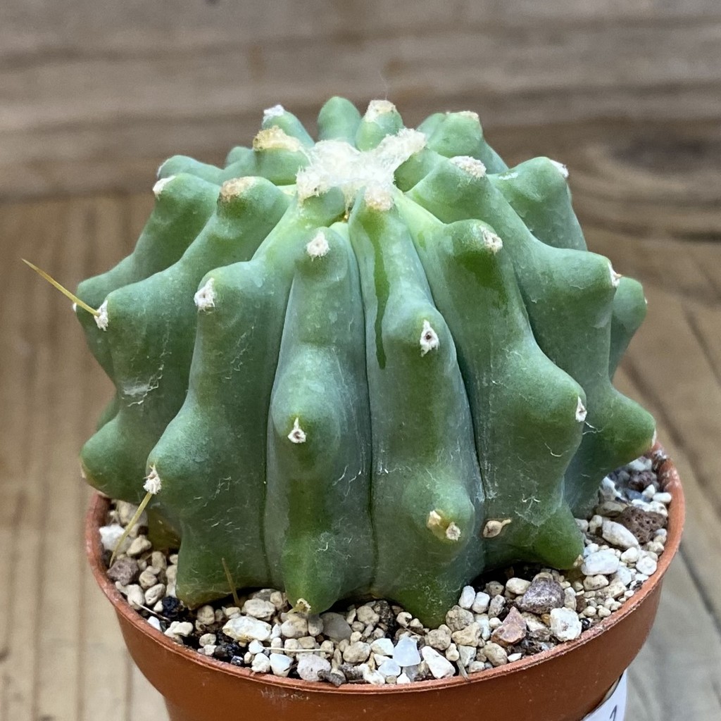 SH37703 Ferocactus glaucescens f. inermis - Image 2