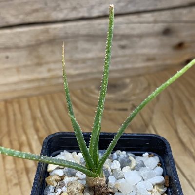 SH37650 Aloe pronkii, seedling