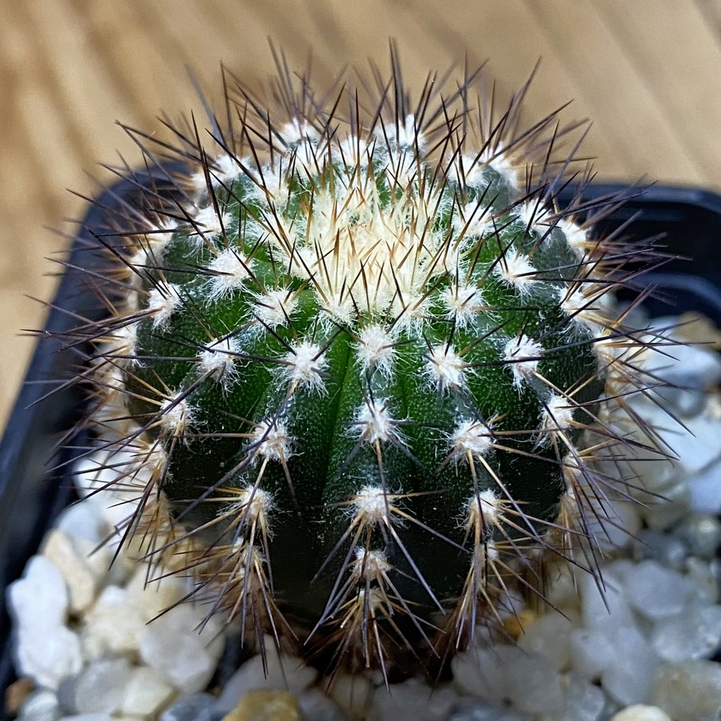 SH37707 Uebelmannia pectinifera, seedling, own roots