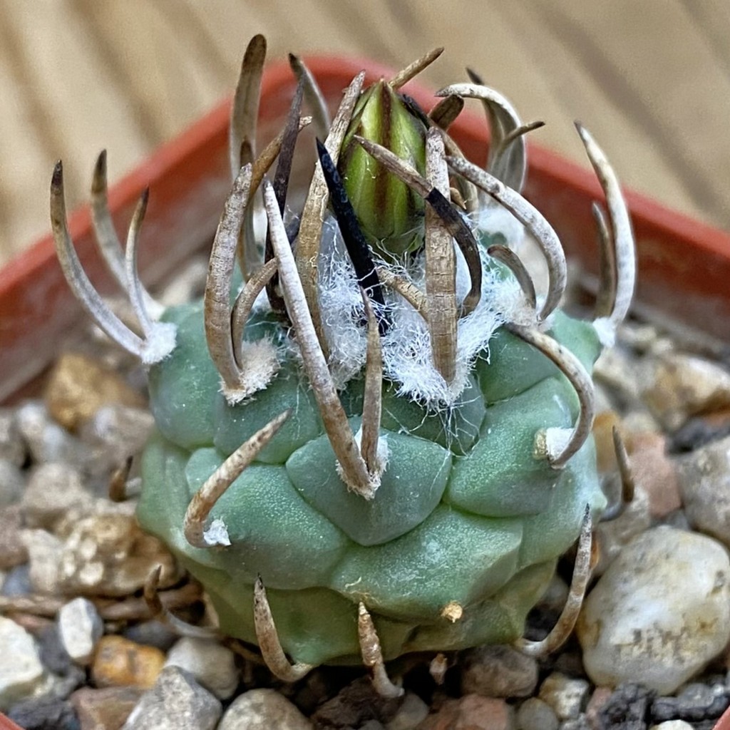 SH37708 Turbinicarpus klinkerianus f. negrita