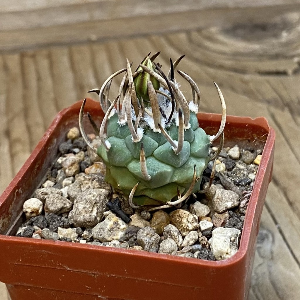 SH37708 Turbinicarpus klinkerianus f. negrita - Image 2